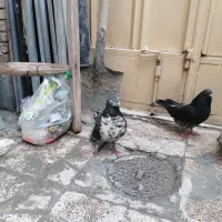 نر سوسکی ماده