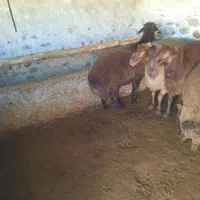 گوسفند چاق|حیوانات مزرعه|اردبیل, |دیوار