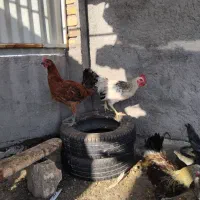 ۴عددجوجهخروسبزرگوکفترپاکستانی|پرنده|اردکان, |دیوار
