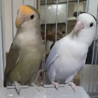 جفت طوطی برزیلی و جوجه عروس هلندی