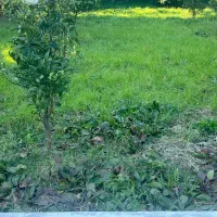 معاوضه و فروش زمین در دهخدا نوشهر با تهران