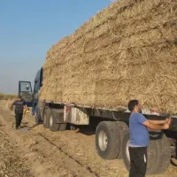 کاه نیشکر پرس سفال نیشکر توفاله فشنگی  وبلوط