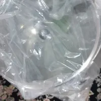 سبزی خردکن