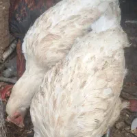 2عدد جوجه محلی با1عدد خروس محلی|حیوانات مزرعه|سیرجان, |دیوار