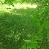 گلاب . گل گاوزبان