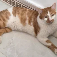 واگذاری گربه عقیم شده