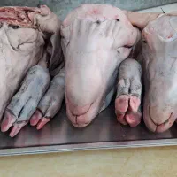 کله پاچه بز جوون