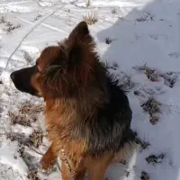 گم شده سگ|حیوانات|خوی, |دیوار