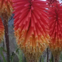 فروش شاخه ای گل سوسن مشعلی