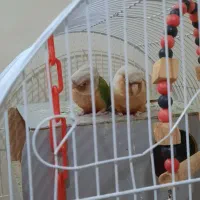 گرینچیک اناناسی|پرنده|اصفهان, جوزدان الیادران|دیوار