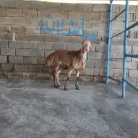 قوچ نژاد دار چینی و سنجابی باب نسل کشی