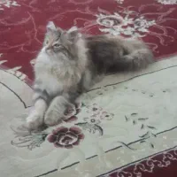 گربه پرشین|گربه|چناران, |دیوار