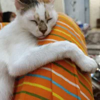 واگذاری رایگان گربه