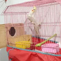 عروس هلندی نر|پرنده|رشت, گیل|دیوار