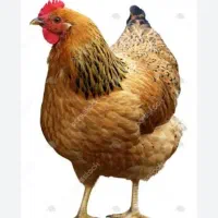 مرغ تخم گزار ۱۵ عدد سالم  با غاز هم معاوضه میشه