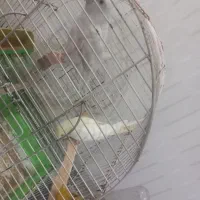 ۲ عدد عروس هلندی نرو ماده ،