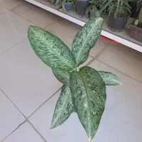 فروش انواع گل آپارتمانی و پیاز نرگس|گل و گیاه طبیعی|بیرجند, |دیوار