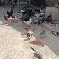 مرغ و خروس|حیوانات مزرعه|شیراز, کرونی(خاتونک)|دیوار