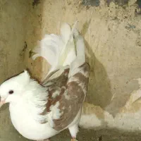 دوبالی کاکل و نوک کوتاه|پرنده|خاوران, |دیوار