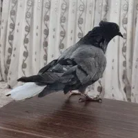 کبوتر|پرنده|شاهینشهر, مسکن مهر|دیوار