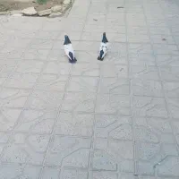 نروماده سینه سیاه جوون پرشی به شرط همه چی