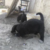 قدریجانی نر و ماده