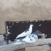 شهری و سینه