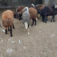 بره نر پرواری|حیوانات مزرعه|گمیشان, |دیوار