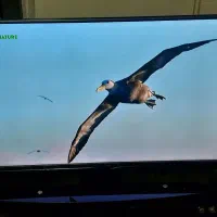 تلویزیون الجی کره ای|تلویزیون و پروژکتور|رانکوه, |دیوار