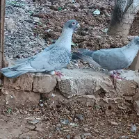 کفتر