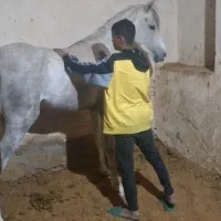 کره مادیون عرب یکسر .توافقی|اسب و تجهیزات اسبسواری|ماهان, |دیوار