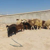 فروش ۱۳ راس میش داشتی بره دار در فیروزاباد|حیوانات مزرعه|فیروزآباد (فارس), |دیوار