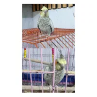 عروس هلندی