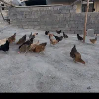 فروش مرغ و خروس محلی