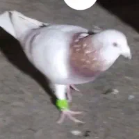 کبوتر|حیوانات|قم, چهل درخت‎|دیوار