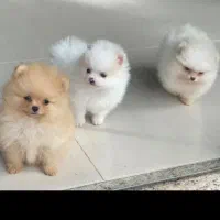 توله فانتزی