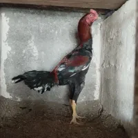 خروس و مرغ لاری