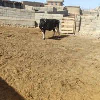 گاو|حیوانات مزرعه|گلی داغ, |دیوار