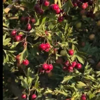 زالزالک شیرین وخوشمزه کیلویی ۱۸۰ت|حراج|خوی, |دیوار