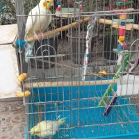 جفت عروس پاریس|پرنده|کارون, |دیوار