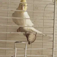 عروس هلندی|پرنده|اصفهان, جاوان|دیوار