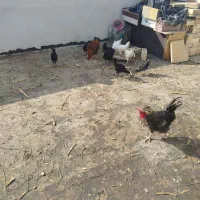 فروش مرغ و خروس و جوجه