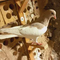 پشت هفترنگ سار موشی