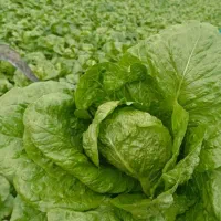 کاهو فله درجه یک