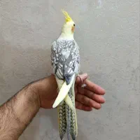 عروس هلندی رنگ خاص و زیبا