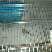 فنچ نرگسی جفت