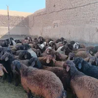 بره نر پروار