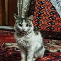 magic 6 pro|موبایل|تهران, شهید فکوری|دیوار