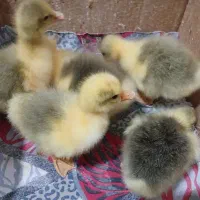 جوجه غاز دو رگه کاملا سالم بازیگوش