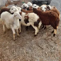 بره نر|حیوانات مزرعه|قره چای, |دیوار